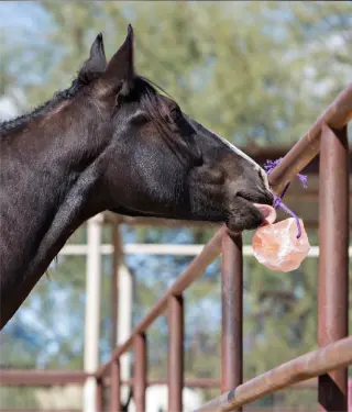 animal licking salt